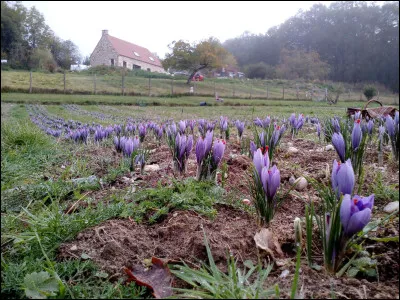 Que cultive-t-on dans le Lot depuis le XIe si&egrave;cle entre p&eacute;riodes d'oubli et de renaissance ?
