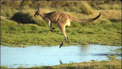 Quel est le record du saut en longueur du kangourou ?