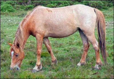 Et pour finir, quelle est cette robe ?