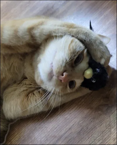 Qui seront recrut&eacute;s dans la For&ecirc;t Sombre ?