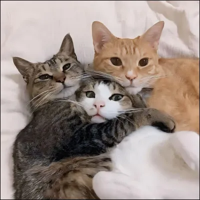 Quels sont les noms des trois nouveaux personnages du cycle 3 ?