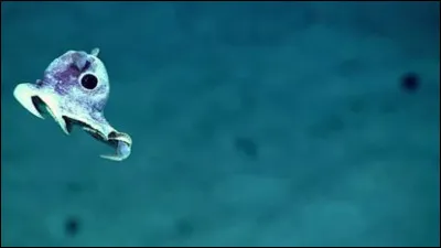 Quelle &icirc;le des Antilles donne son nom &agrave; la fosse la plus profonde de l'oc&eacute;an Atlantique ?