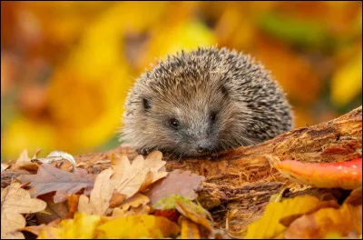 Comment s'appelle le petit du h&eacute;risson ?