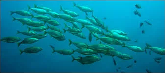 Vers la fin du Pal&eacute;olithique, le climat s'adoucit, ce qui provoque la fonte des glaciers &agrave; diff&eacute;rents endroits du monde. Dans le Croissant fertile, ce r&eacute;chauffement entra&icirc;ne des transformations importantes dans l'environnement. Ces cons&eacute;quences sont positives, mais sur quoi ont-elles un impact ?