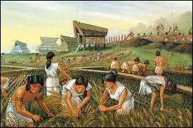 Au cours des ann&eacute;es, certains humains ont d&eacute;couvert que les graines qui tombent au sol poussent et deviennent des plantes qu'ils peuvent manger. Alors, ils plantent des grains et s&eacute;lectionnent maintenant lesquels r&eacute;pondent le mieux &agrave; leurs besoins. Quelles plantes plantaient-ils ?