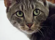 Test Es-tu Violette Brillante ou Branche Fleurie ?