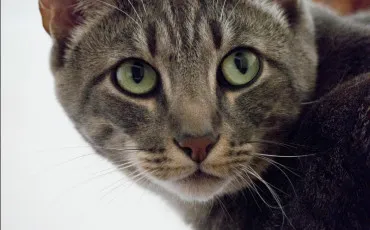 Quiz Test de personnalit�