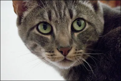 Qui pr&eacute;f&egrave;res-tu entre Nageoire Agile et Arbre ?