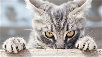 Quel clan (ou quelle lign&eacute;e) pr&eacute;f&egrave;res-tu ?