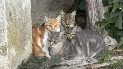 Et enfin, tes yeux sont...