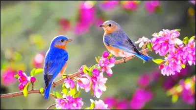 &Agrave; quel point aimes-tu les oiseaux ?