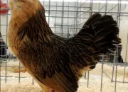 Quiz Races de poules