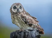 Quiz 13 mots commen�ant par N