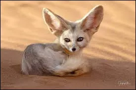 Quel est le nom de ce renard du d&eacute;sert ?