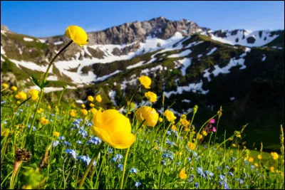 Que sont ces magnifiques fleurs de montagne ?