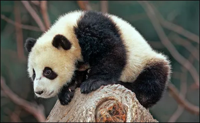 De quelle couleur sont les animaux atteints de m&eacute;lanisme ?(photo uniquement d&eacute;corative)