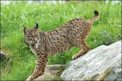 Quel est le r&eacute;gime alimentaire du lynx ?