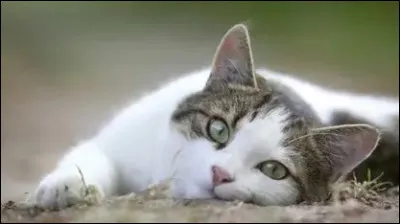 L'&eacute;cureuil a un pr&eacute;dateur principal :