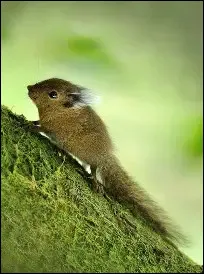 Comment s'appelle le plus petit &eacute;cureuil du monde ?