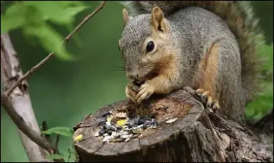 Quel est son r&eacute;gime alimentaire ?