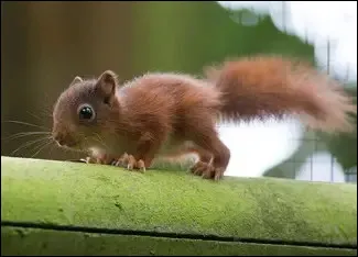 A quel &acirc;ge le &eacute;cureuils peuvent-ils se reproduire ?