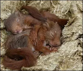 Combien de port&eacute;es ont-ils, environ, par an ?
