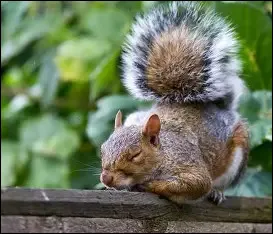 Combien de temps peuvent-il vivre libres ?