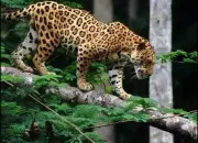 Quiz Le jaguar