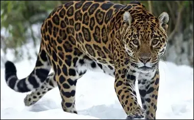 Pourquoi le jaguar est-il menac&eacute; ?