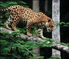 Combien p&egrave;sent les m&acirc;les ?