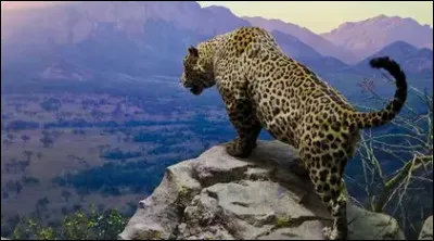 Est-il territorial ?