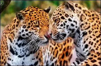 A quelle saison peut-il se reproduire ?