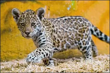 Combien de temps dure la gestation ?