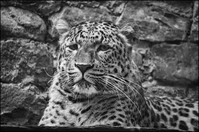 Combien de temps vit-il, en libert&eacute; ?