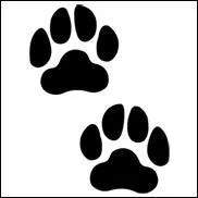 Comment s'appelle son chien et de quelle race est-il ?