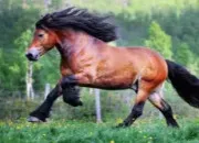 Test Quelle allure es-tu (� cheval) ?