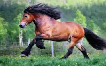 Quiz Test de personnalit�