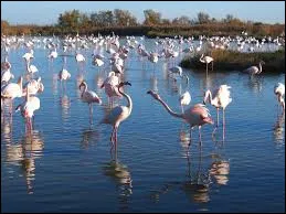 Quelle particularit&eacute; g&eacute;ographique distingue la Camargue sur la c&ocirc;te m&eacute;diterran&eacute;enne ?