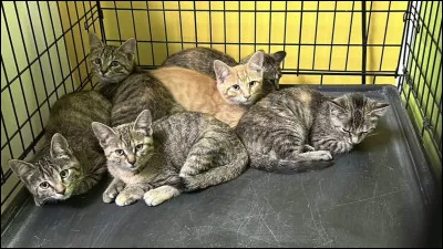 Qui sont ses petits-enfants (les chatons de ses petits) ?