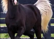 Test Quelle race de cheval es-tu ?