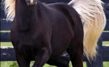 Quiz Test de personnalit�