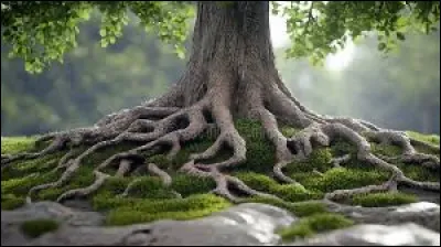 Sous quel arbre voudrais-tu dormir ?