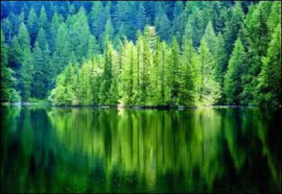 Quel est l'arbre le plus pr&eacute;sent en France ?