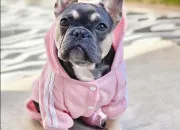 Test Carlin,husky ou teckel ?