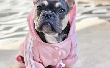 Quiz Test de personnalit�