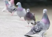 Quiz Les pigeons