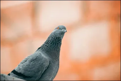 Le pigeon est un animal...