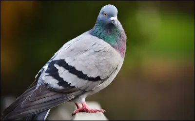 Existe-t-il plusieurs races de pigeons ?