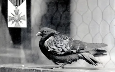 Comment s'appelle le pigeon voyageur qui a sauv&eacute; beaucoup de personnes lors de la Premi&egrave;re Guerre mondiale ?
