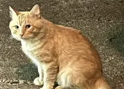 Quiz Poil d'�cureuil de ''LGDC'' !